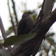 Climacteris erythrops (Red-browed Treecreeper) at Wingecarribee Local Government Area - 16 Jan 2024 by Curiosity