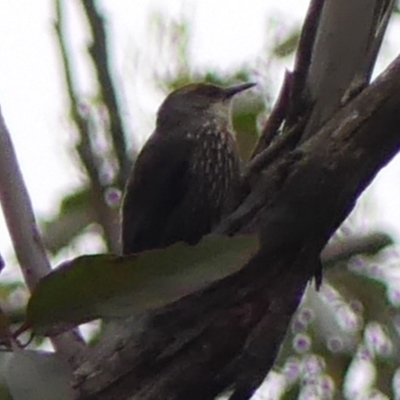 Climacteris erythrops (Red-browed Treecreeper) at Wingecarribee Local Government Area - 16 Jan 2024 by Curiosity