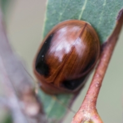 Paropsisterna liturata (Leaf beetle) at Glen Allen, NSW - 18 Jan 2024 by AlisonMilton
