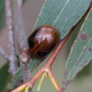 Paropsisterna liturata at South East Forest National Park - 18 Jan 2024