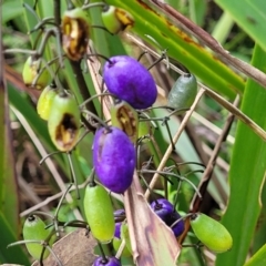 Dianella tasmanica (Tasman Flax Lily) at Glenbog State Forest - 17 Jan 2024 by trevorpreston