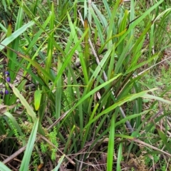 Dianella tasmanica at Glenbog State Forest - 18 Jan 2024 10:25 AM