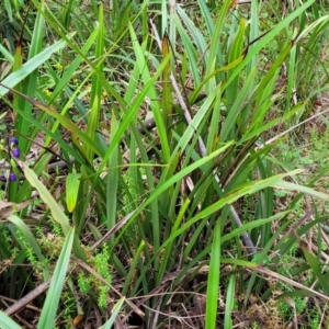 Dianella tasmanica at Glenbog State Forest - 18 Jan 2024 10:25 AM