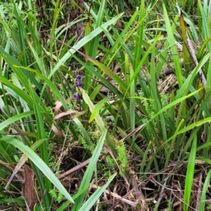 Dianella tasmanica at Glenbog State Forest - 18 Jan 2024 10:25 AM