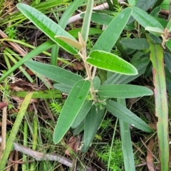 Olearia megalophylla (Large-leaf Daisy-bush) at Glenbog State Forest - 17 Jan 2024 by trevorpreston