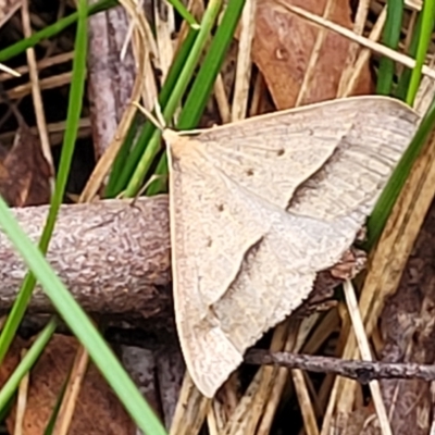 Epidesmia hypenaria (Long-nosed Epidesmia) at Glenbog State Forest - 17 Jan 2024 by trevorpreston