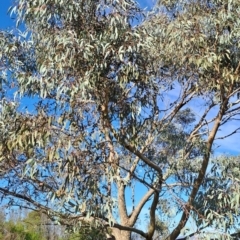 Eucalyptus nortonii (Mealy Bundy) at Mount Taylor - 19 Jan 2024 by Berno