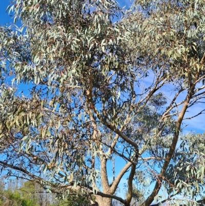 Eucalyptus nortonii (Mealy Bundy) at Mount Taylor - 19 Jan 2024 by Berno