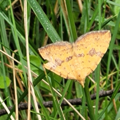 Chrysolarentia perornata (Ornate Carpet) at Glenbog State Forest - 17 Jan 2024 by trevorpreston