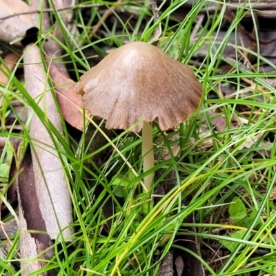 Conocybe apala (Milky Cone Cap) at Glenbog State Forest - 17 Jan 2024 by trevorpreston