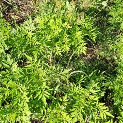 Bidens subalternans (Greater Beggars Ticks) at Mount Taylor - 18 Jan 2024 by Berno