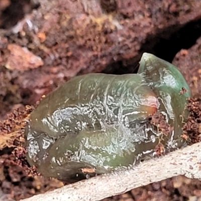 Caenoplana spenceri (Spencer's flatworm) at Bemboka, NSW - 18 Jan 2024 by trevorpreston