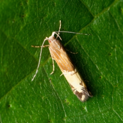 Labdia deliciosella (A Cosmet moth) at Downer, ACT - 18 Jan 2024 by RobertD
