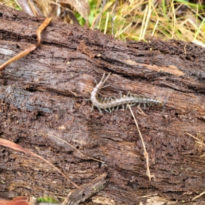 Unidentified Centipede (Chilopoda) at Bemboka, NSW - 17 Jan 2024 by trevorpreston