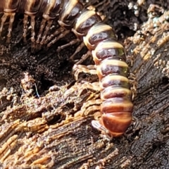 Unidentified Millipede (Diplopoda) at Bemboka, NSW - 17 Jan 2024 by trevorpreston