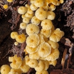 Unidentified Cap on a stem; gills below cap [mushrooms or mushroom-like] at Bemboka, NSW - 17 Jan 2024 by trevorpreston