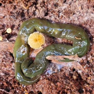Caenoplana spenceri (Spencer's flatworm) at Bemboka, NSW - 17 Jan 2024 by trevorpreston