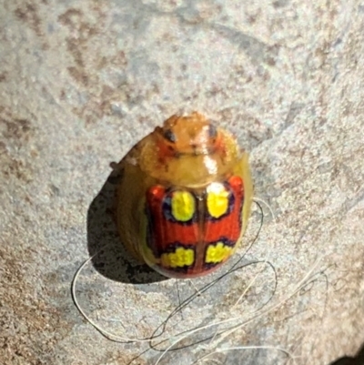 Paropsisterna gloriosa (Glorious eucalyptus leaf beetle) at QPRC LGA - 18 Jan 2024 by Dandarragan