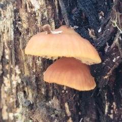 Unidentified Cap on a stem; gills below cap [mushrooms or mushroom-like] at Glenbog State Forest - 17 Jan 2024 by trevorpreston