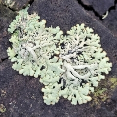 Unidentified Lichen at Bemboka, NSW - 17 Jan 2024 by trevorpreston