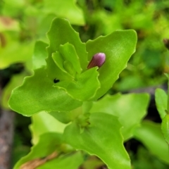 Gratiola peruviana (Australian Brooklime) at Glenbog State Forest - 17 Jan 2024 by trevorpreston