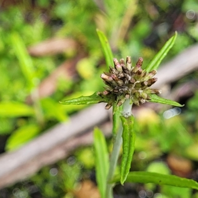 Euchiton limosus (Swamp Cudweed) at Glenbog State Forest - 17 Jan 2024 by trevorpreston