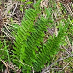 Polystichum proliferum (Mother Shield Fern) at Glenbog State Forest - 17 Jan 2024 by trevorpreston
