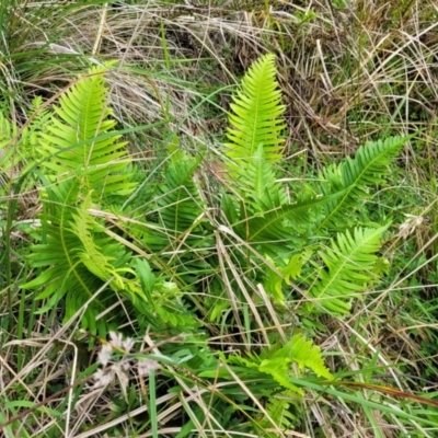 Blechnum nudum (Fishbone Water Fern) at Glenbog State Forest - 18 Jan 2024 by trevorpreston