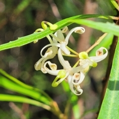 Lomatia myricoides (River Lomatia) at Glenbog State Forest - 17 Jan 2024 by trevorpreston