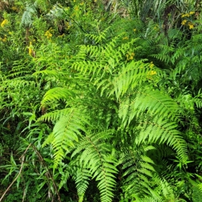Unidentified Fern or Clubmoss at Glenbog State Forest - 17 Jan 2024 by trevorpreston