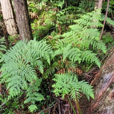 Histiopteris incisa (Bat's-Wing Fern) at Glenbog State Forest - 17 Jan 2024 by trevorpreston