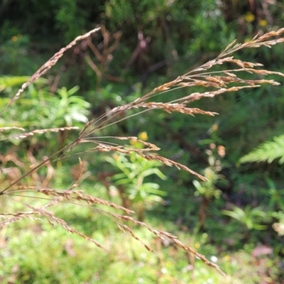 Poa helmsii (Broad-leaved Snow Grass) at Glenbog State Forest - 18 Jan 2024 by trevorpreston