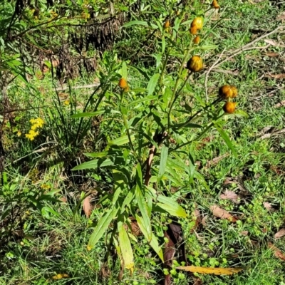 Xerochrysum bracteatum (Golden Everlasting) at Glenbog State Forest - 17 Jan 2024 by trevorpreston