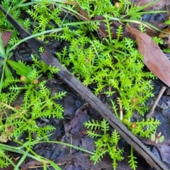 Cotula alpina (Alpine Cotula) at Glenbog State Forest - 18 Jan 2024 by trevorpreston