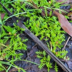 Cotula alpina (Alpine Cotula) at Glenbog State Forest - 17 Jan 2024 by trevorpreston