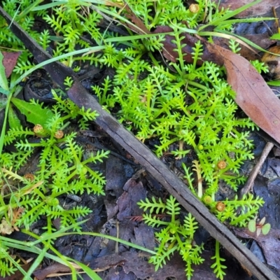 Cotula alpina (Alpine Cotula) at Glenbog State Forest - 18 Jan 2024 by trevorpreston