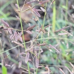 Eragrostis brownii (Common Love Grass) at Chakola, NSW - 17 Jan 2024 by trevorpreston
