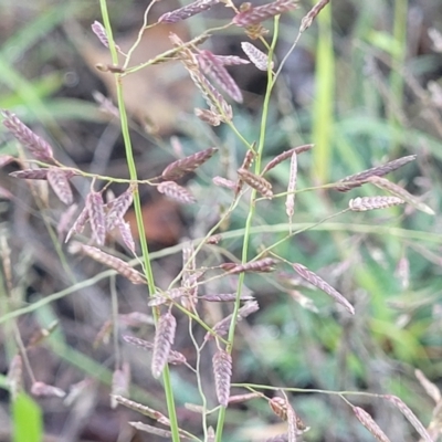 Eragrostis brownii (Common Love Grass) at Chakola, NSW - 17 Jan 2024 by trevorpreston