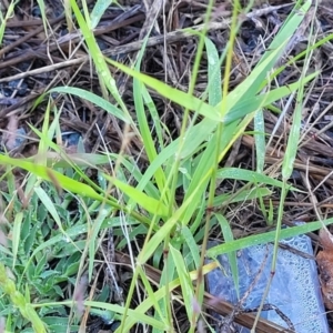 Eragrostis brownii at Chakola, NSW - 18 Jan 2024