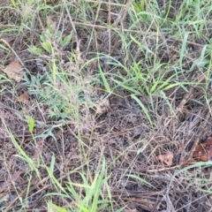 Eragrostis brownii at Chakola, NSW - 18 Jan 2024