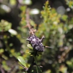 Lepispilus sp. (genus) (Yellow-spotted darkling beetle) at South East Forest National Park - 18 Jan 2024 by Csteele4