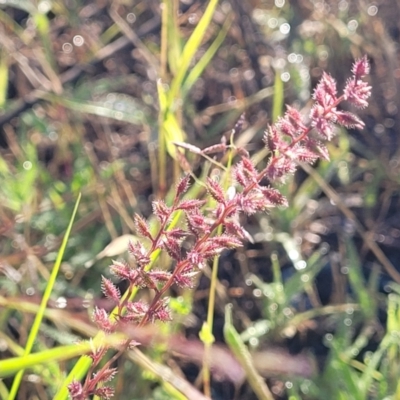 Tragus australianus (Small Burrgrass) at Chakola, NSW - 18 Jan 2024 by trevorpreston