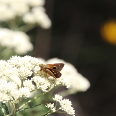 Timoconia flammeata (Bright Shield-skipper) at Glen Allen, NSW - 18 Jan 2024 by Csteele4