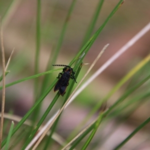 Achras limbatum at South East Forest National Park - 18 Jan 2024