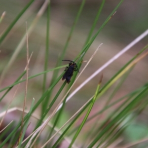 Achras limbatum at South East Forest National Park - 18 Jan 2024