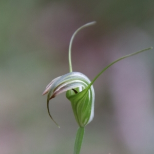 Diplodium decurvum at South East Forest National Park - 18 Jan 2024