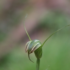 Diplodium decurvum at South East Forest National Park - suppressed