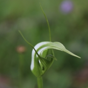 Pterostylis falcata at South East Forest National Park - 18 Jan 2024