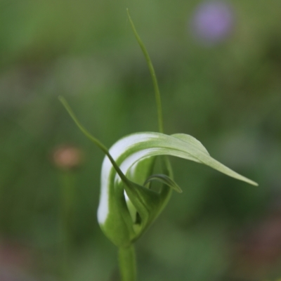 Pterostylis falcata (Sickle Greenhood) at South East Forest National Park - 18 Jan 2024 by Csteele4