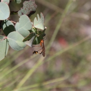 Harpobittacus australis at Glenbog State Forest - 18 Jan 2024 11:07 AM